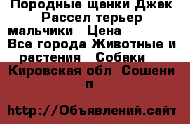 Породные щенки Джек Рассел терьер-мальчики › Цена ­ 40 000 - Все города Животные и растения » Собаки   . Кировская обл.,Сошени п.